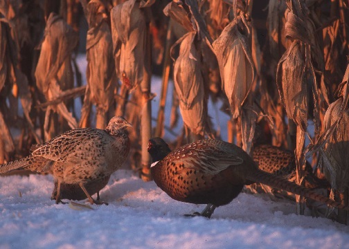 Quails roost at the cornfield.