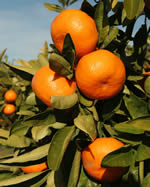 Mandarins growing appeal to consumers