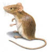 Drawing of typical house mouse.  Produced for CDC by Orkin Pest Control.