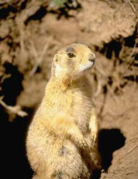 Image: Prarie dogs can harbor fleas infected with the bacteria that causes plague. 