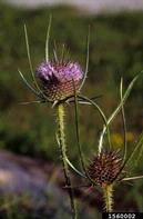 common teasel, Dipsacus fullonum  (Dipsacales: Dipsacaceae) Flower(s)