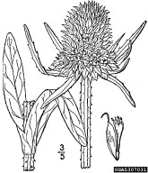common teasel, Dipsacus fullonum  (Dipsacales: Dipsacaceae) Diagram or Graphic