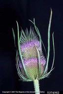 common teasel, Dipsacus fullonum  (Dipsacales: Dipsacaceae) Flower(s)