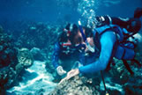 Researchers Diving