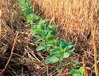 No-till soybeans growing through wheat stubble in Kansas.