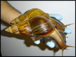 Giant African Snail Photo