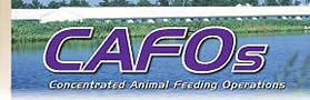 Image: CAFOs