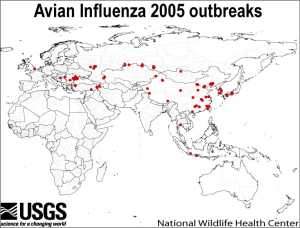 Avian Influenza outbreaks 2005
