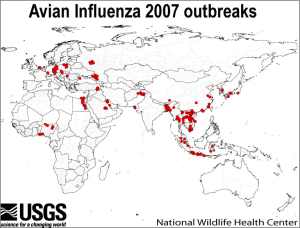 Avian Influenza outbreaks 2007