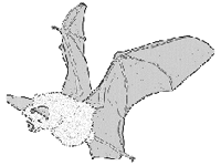 Bat