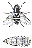 Syrphid Fly