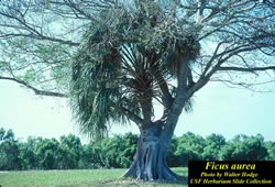 Ficus aurea.