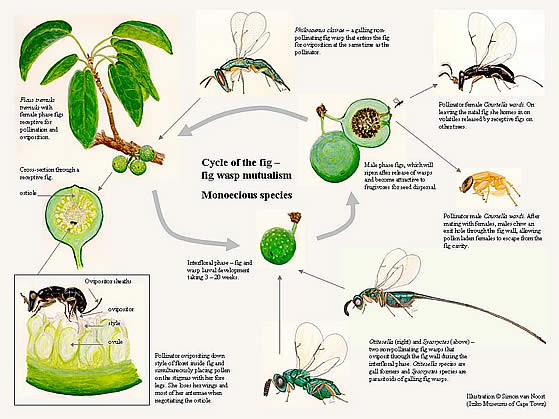 Illustration describing the cycle of the fig: fig wasp mutualism.