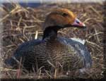 Emperor Goose on nest - photo by Craig Ely - USGS