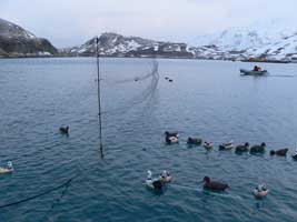 Floating Mist Net Set for Steller's Eiders