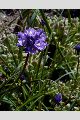 View a larger version of this image and Profile page for Dichelostemma capitatum (Benth.) Alph. Wood