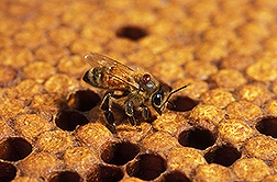 Honey bee with a varroa mite. Link to photo information