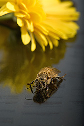 Newly emerged honey bee. Link to photo information