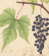 Grapes Painted by Prestele