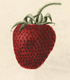Watercolor of "California" Strawberry
