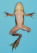 Malformed frog with one leg