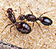 Two fire ant queens, the smaller is infected by Thelohania solenopsae, an intracellular parasite.