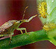 Spined soldier bug (ARS/USDA photo).