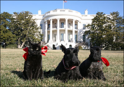 India, Barney and Miss Beazley pose patiently for a Valentine's photo on the South Lawn of the White House in this 2008 photograph. The First Kitty died peacefully at home Sunday, January 4, 2009, at the age of 18. White House photo by Joyce N. Boghosian