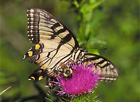 Butterfly and bee. Credit: J. K. Hollingsworth