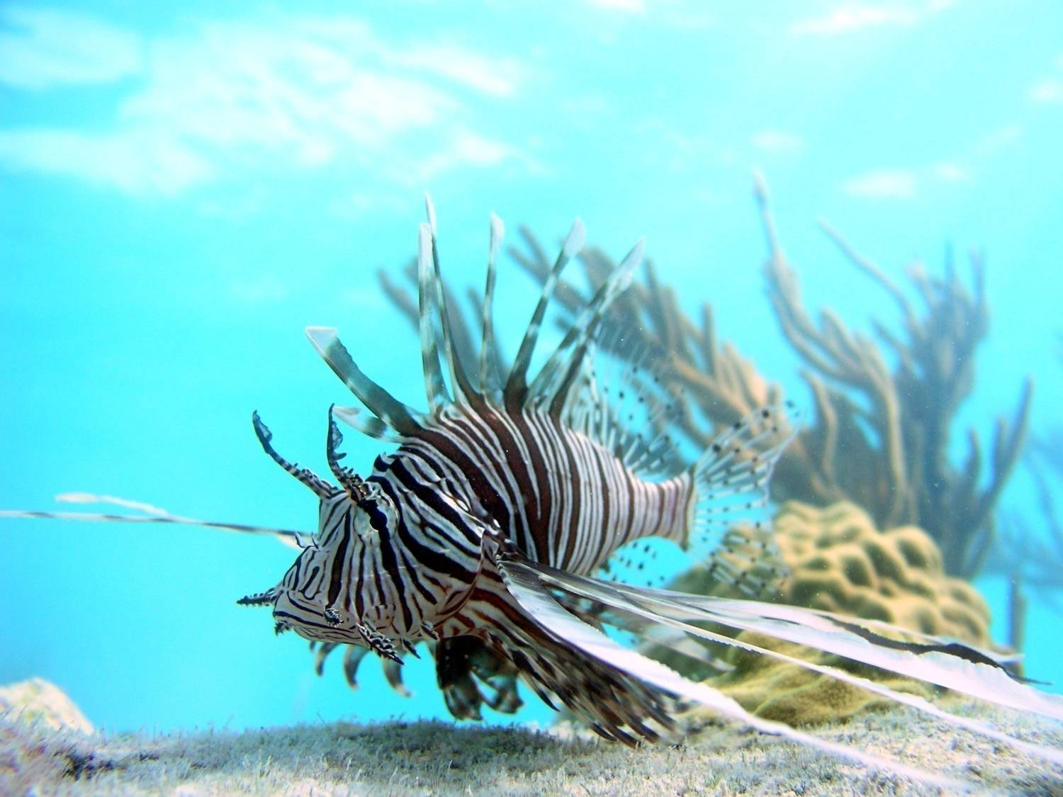 lionfish1