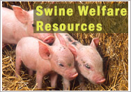 Swine Welfare Resources from the Animal Welfare Information Center (AWIC)