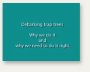 Debarking trap trees