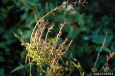 Figure 5. Witches broom of RRD (yellow stems) on multiflora rose, heavily affected by powdery mildew. (Photograph by Jim Amrine.)