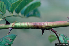A girdled multiflora rose cane caused by the larva of the rose stem girdler