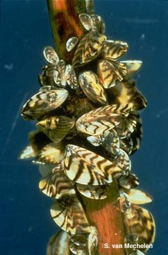 Zebra Mussels