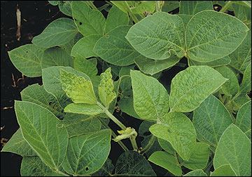 Soybean mosaic