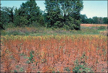 Soybean plants killed prematurely by charcoal rot