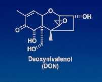 Chemical structure of DON