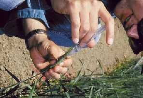 Picture showing the innoculation of single wheat spikelets with Fusarium spores