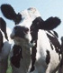 Head shot of a dairy cow