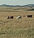 Cattle grazing on rangeland