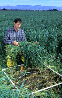 Harvesting a bundle of late-summer rye cover crop