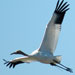 Whooping Crane in Flight