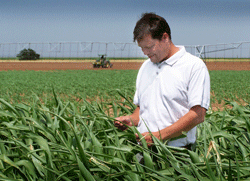 corn researcher