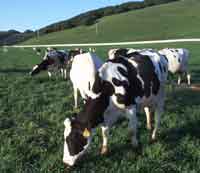 Dairy Cows Grazing