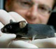 A researcher holds a laboratory mouse in the palm of his hand