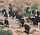 Range cattle being rounded-up