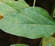 soybean rust leaves
