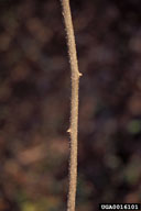 oriental bittersweet, Celastrus orbiculatus  (Celastrales: Celastraceae) Feature(s)