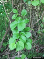 oriental bittersweet, Celastrus orbiculatus  (Celastrales: Celastraceae) Foliage